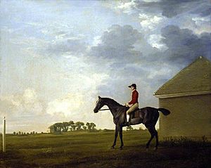 George Stubbs (1724-1806) - Gimcrack with John Pratt up on Newmarket Heath - PD.7-1982 - Fitzwilliam Museum.jpg