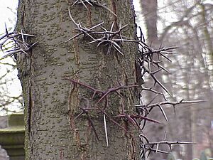 Gleditsia sinensis1.jpg