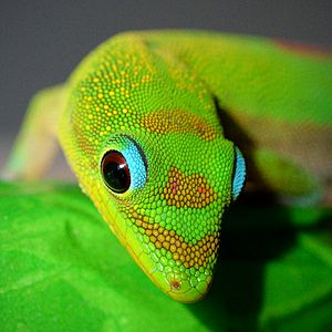 Gold Dust Day Gecko closeup hawaii edit 1