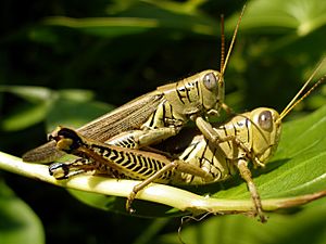 Grasshopper at MGSP.jpg