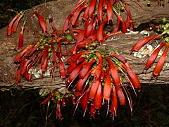 Halleria lucida TreeFuchsia flowers 3