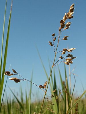 Hierochloe odorata kz