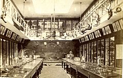 Ipswich Museum Interior c 1875