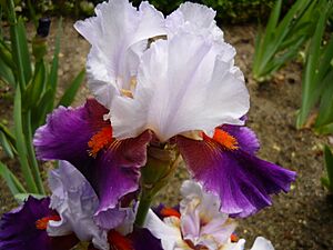 Iris 'Sharpshooter'