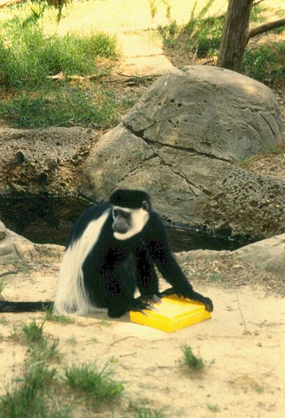 Jackson Zoo Colobus Monkey