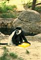 Jackson Zoo Colobus Monkey