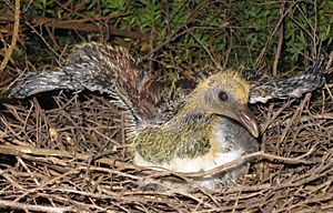 Kereru chick (Hemiphaga novaeseelandiae) by Department of Conservation
