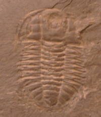 Kootenia fossil cropped
