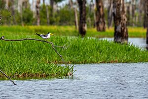 Large Billed Tern - Rio Negro River, Brazil