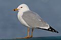 Larus-delawarensis-021