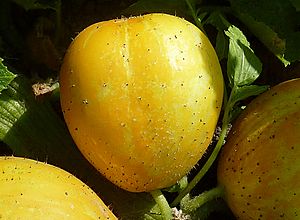 Lemon cucumber J1
