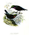 Leptocoma sericea porphyrolaema sangirensis Keulemans