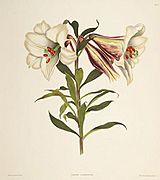 Lilium japonicum 2 (lit)