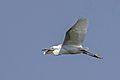 Little egret (Egretta garzetta) in flight Cyprus