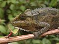 Lizard kenya