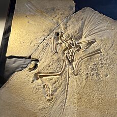 London Archaeopteryx