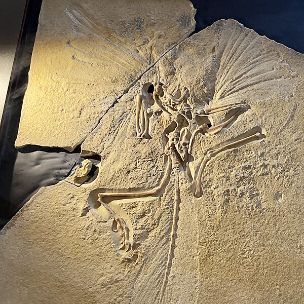 London Archaeopteryx