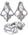 MSU V2P2 - Hyaena hyaena skull