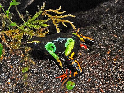 Mantellidae - Mantella madagascariensis