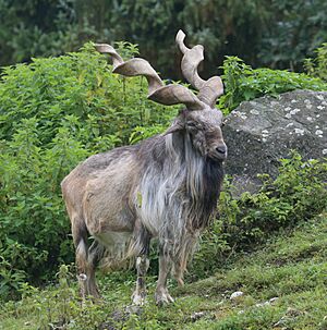 Markhor Schraubenziege Capra falconeri Zoo Augsburg-02