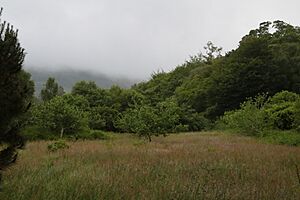 Meadow with oak woods in mist, Glengarriff National Park