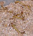 Mealworms in plastic container of bran