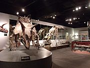 Mesa-Arizona Museum of Natural History-Dinosaur Hall display