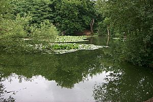 Millers Pond, Sholing Common - geograph.org.uk - 23202