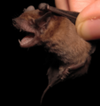 Molossops temminckii