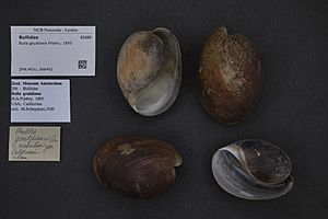 Naturalis Biodiversity Center - ZMA.MOLL.368402 - Bulla gouldiana Pilsbry, 1895 - Bullidae - Mollusc shell.jpeg