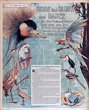 New York World - William Beebe Bird Article Apr 8 1906