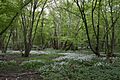 Nunn Wood 12