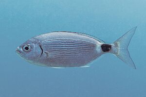 Oblada (Oblada melanura), Ċirkewwa, Malta, Malta, 2021-08-24, DD 26.jpg