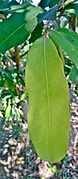 Oiti (LICANIA TOMENTOSA) PARQUE LAS NACUMAS - 2