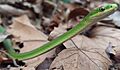 Opheodrys aestivus - rough green snake cropped