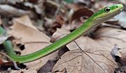 Opheodrys aestivus - rough green snake cropped.jpg