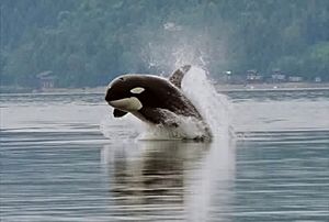 Orca porpoising