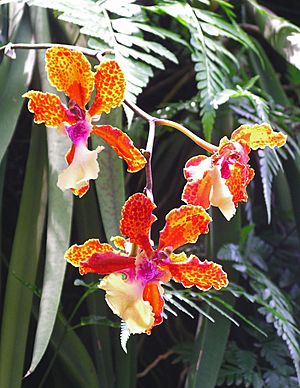 Orchids-NationalOrchidGarden-20041025