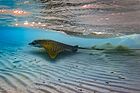 Ornate eagle ray (Aetomylaeus vespertilio) Baa Atoll, Maldives (2018).jpg