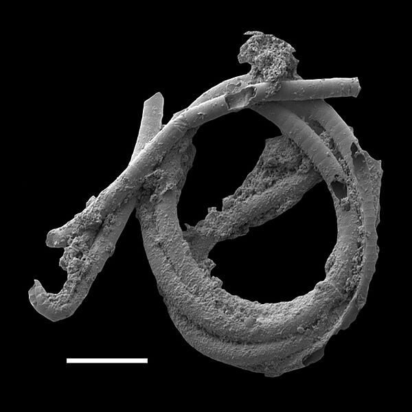 Oscillatoriopsis longa fossil
