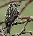Pale Flycatcher - jus