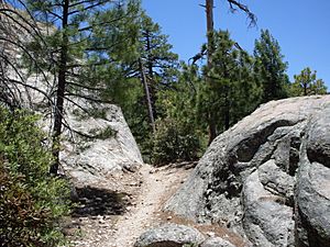Pinus arizonica Mount Lemmon