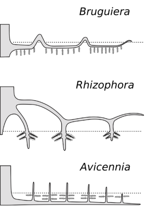 Pneumatophores
