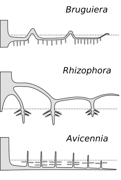 Pneumatophores