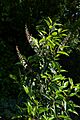 Prunus lusitanica A
