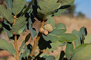 Quercus douglasii-17