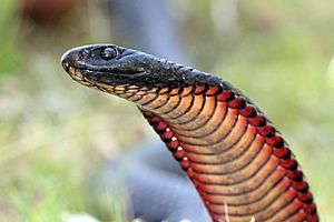 Red-bellied Black Snake (Pseudechis porphyriacus) (8397134493)