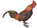 Red Junglefowl by George Edward Lodge white background