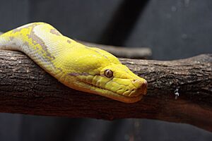 Reticulated Python at Little Rays Reptile Zoo