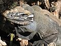 Rhinocerous iguana Cyclura cornuta no.2